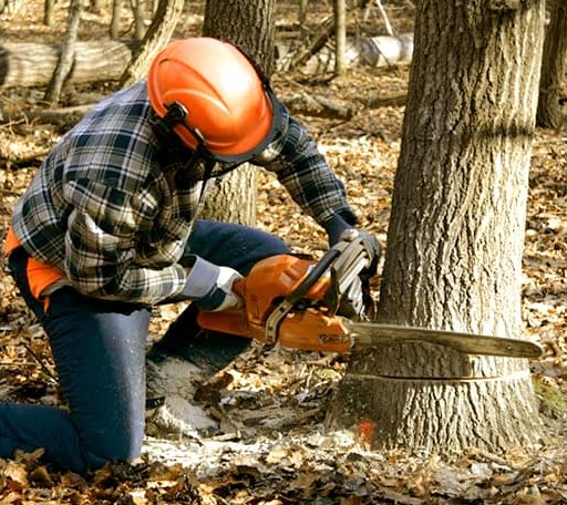 Tree Removal in Sargeant, MN